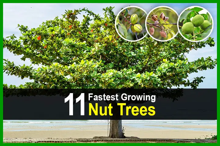 11 Fastest Growing Nut Trees