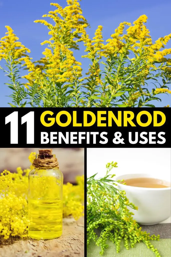 11 Goldenrod Benefits and Uses