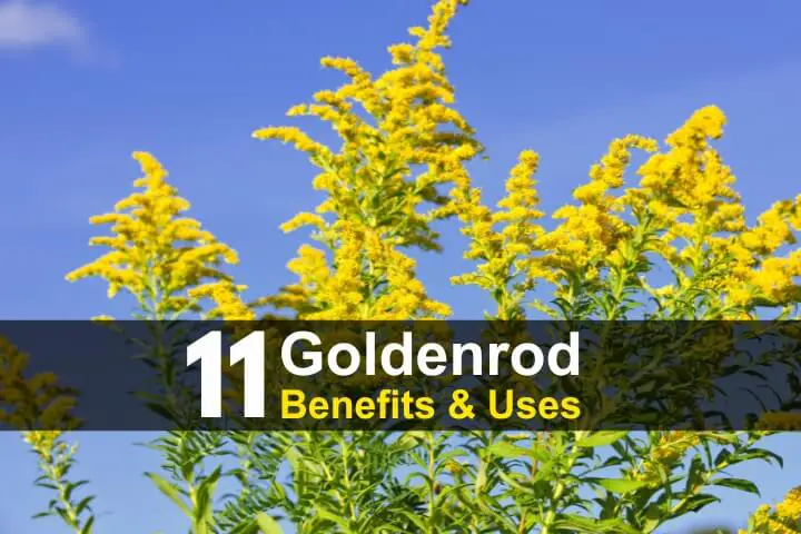 11 Goldenrod Benefits and Uses