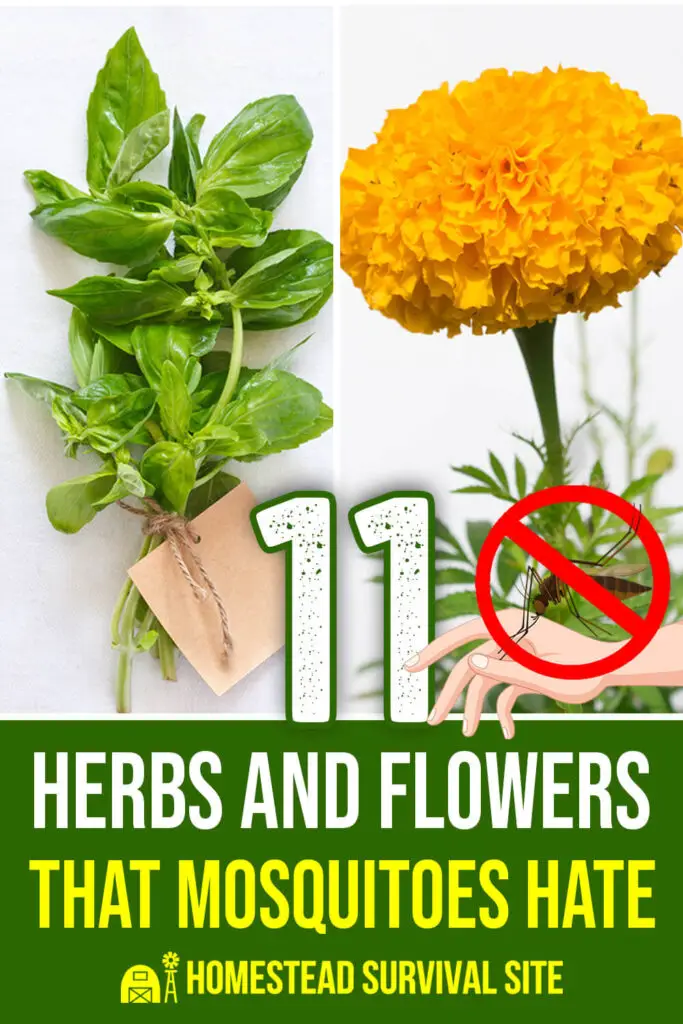 11 Herbs And Flowers That Mosquitoes Hate