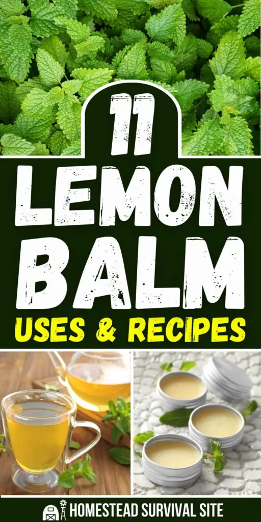 11 Lemon Balm Uses and Recipes