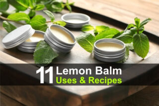 11 Lemon Balm Uses and Recipes