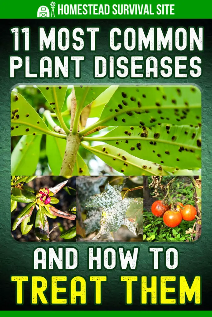11 Most Common Plant Diseases and How to Treat Them