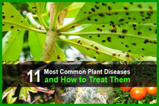 11 Most Common Plant Diseases and How to Treat Them