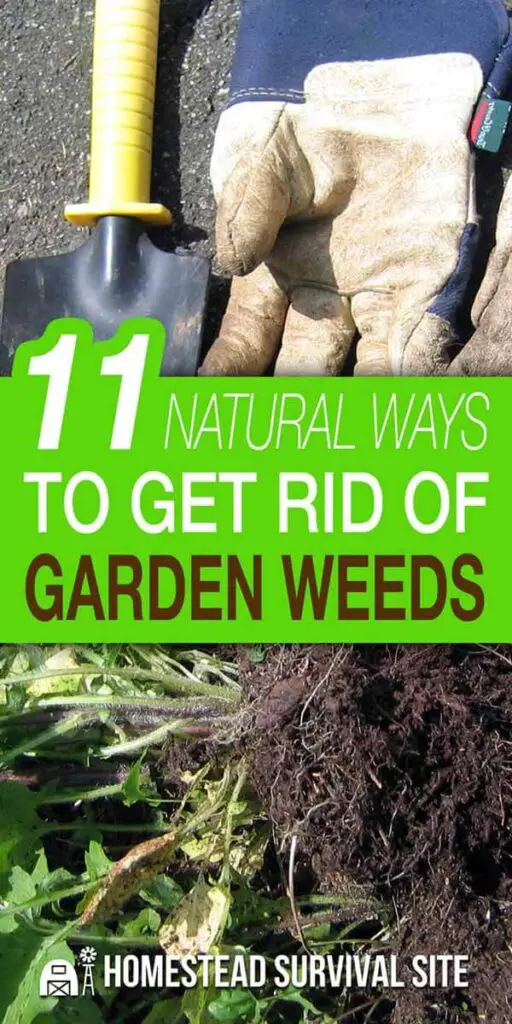 11 Natural Ways to Get Rid of Garden Weeds