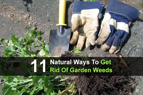 11 Natural Ways To Get Rid Of Garden Weeds