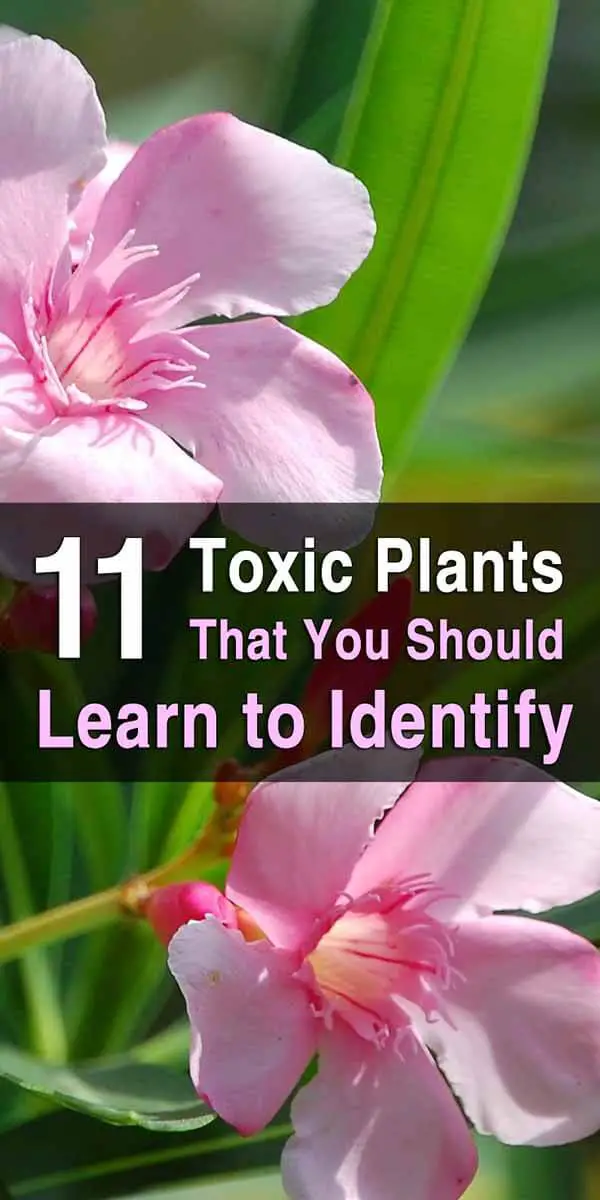 11 Toxic Plants That You Should Learn to Identify