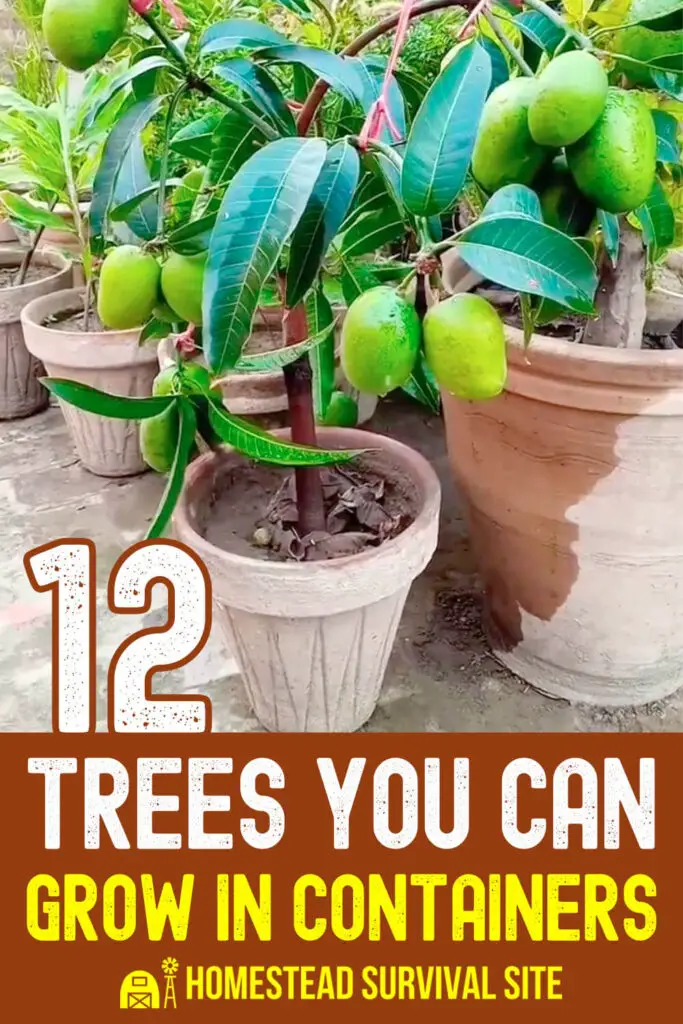 12 Trees You Can Grow In Containers