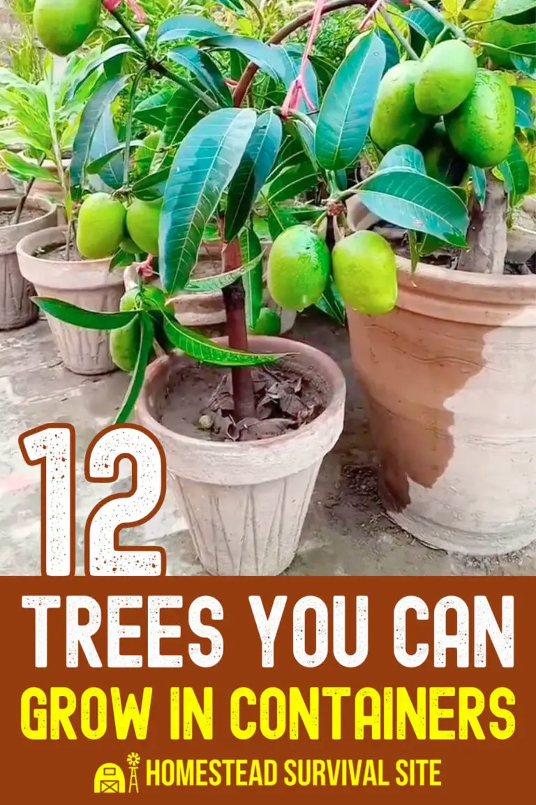 12 Trees You Can Grow In Containers - Homestead Survival Site