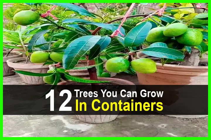 12 Trees You Can Grow In Containers