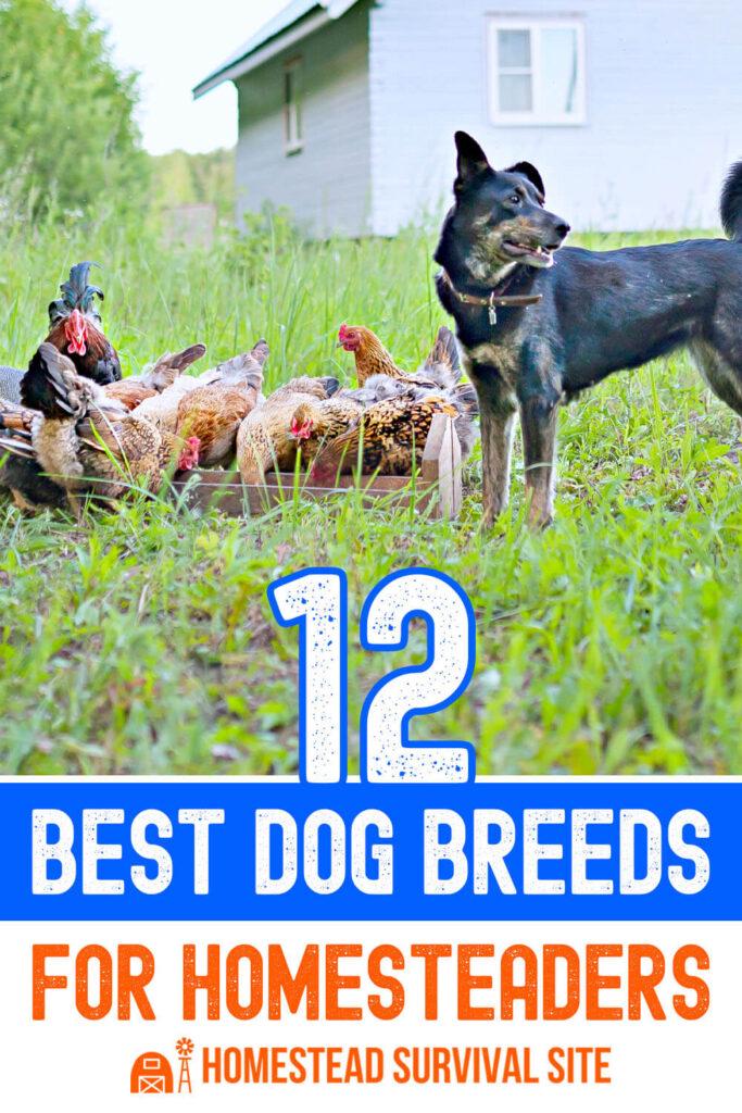 Herding Dog Breeds: Great Helpers for the Homestead - Ultimate Guide