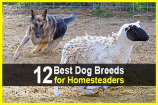12 Best Dog Breeds for Homesteaders