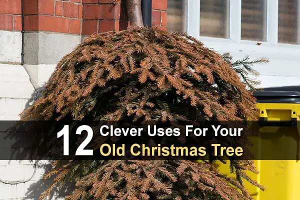 12 Clever Uses for Your Old Christmas Tree