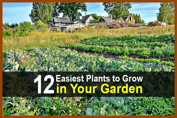 12 Easiest Plants to Grow in Your Garden
