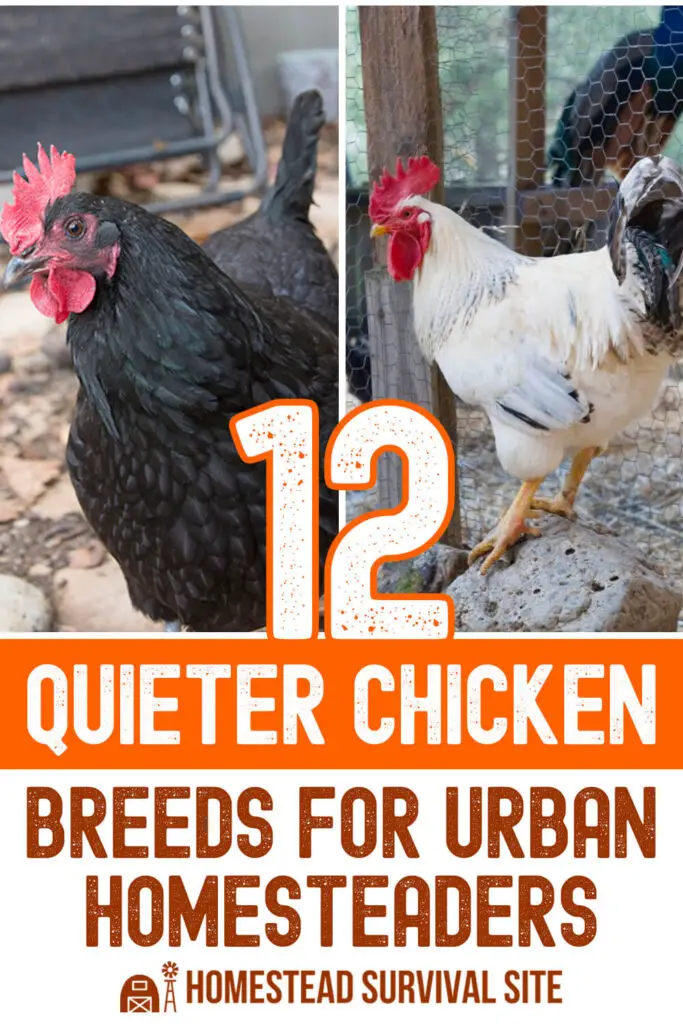 12 Quieter Chicken Breeds for Urban Homesteaders