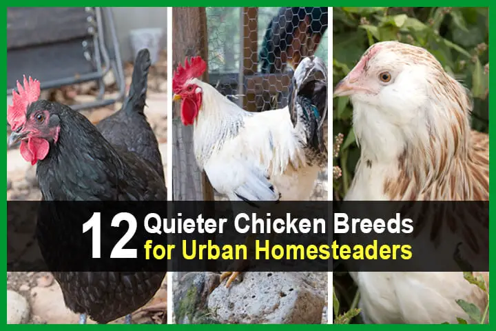 12 Quieter Chicken Breeds for Urban Homesteaders