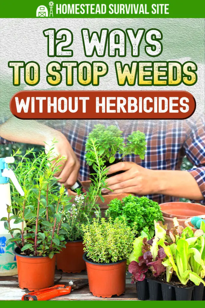 12 Ways to Stop Weeds Without Herbicides