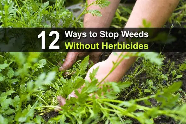 12 Ways to Stop Weeds Without Herbicides
