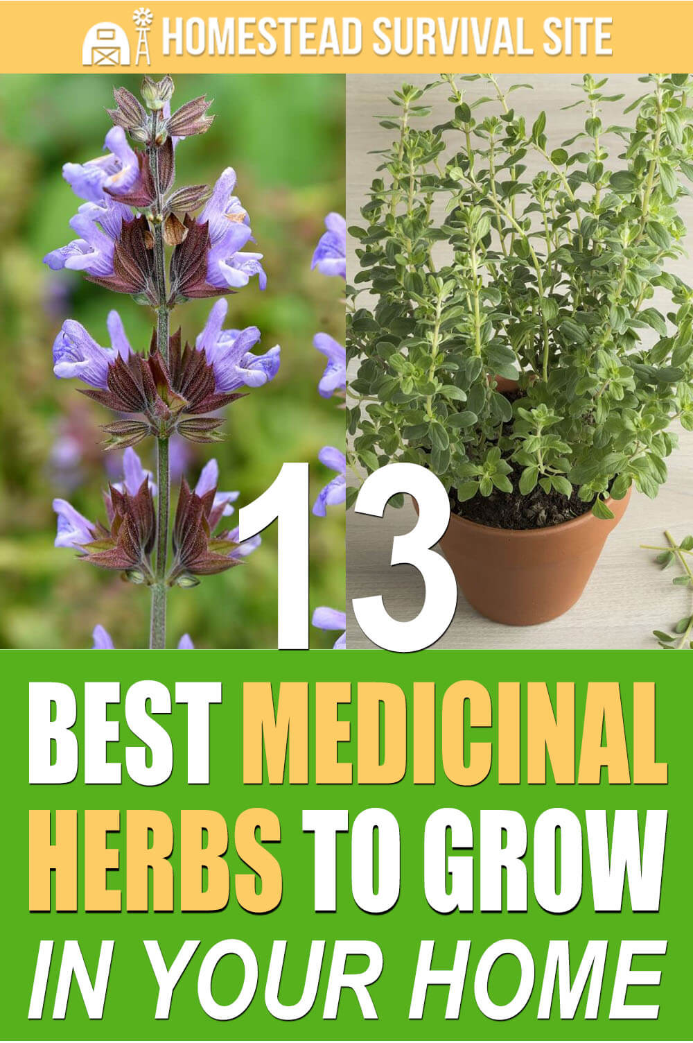 13 Best Medicinal Herbs To Grow In Your Home