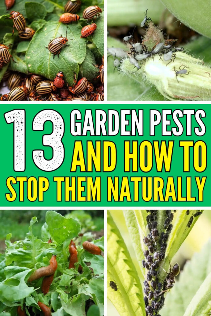 13 Garden Pests and How to Stop Them Naturally