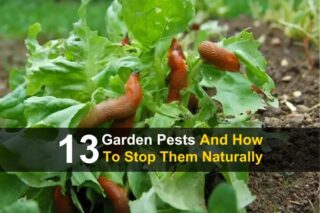 13 Garden Pests and How To Stop Them Naturally