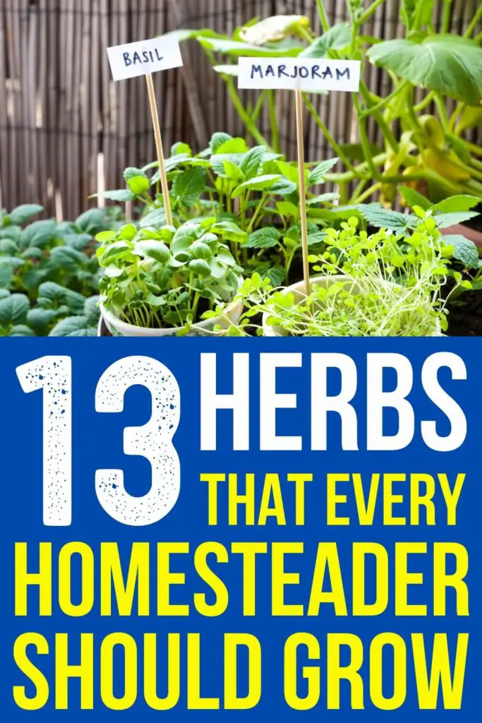 13 Herbs Every Homesteader Should Grow