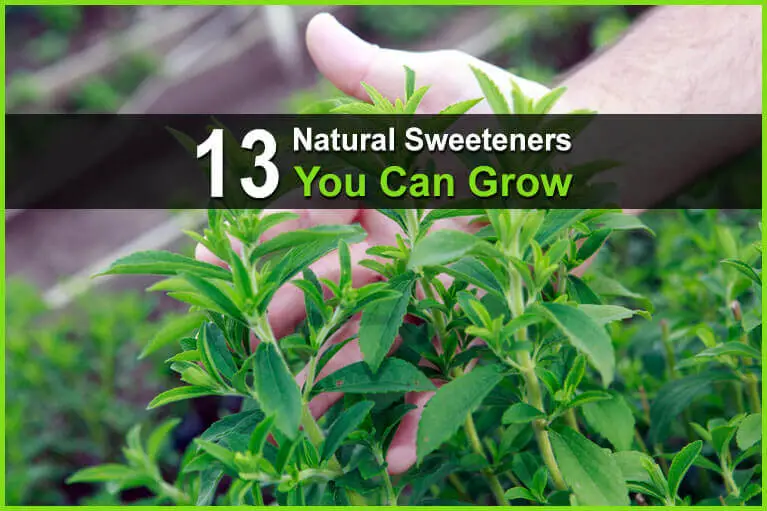 13 Natural Sweeteners You Can Grow