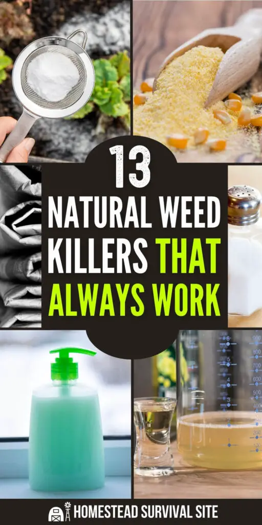13 Natural Weed Killers That Always Work