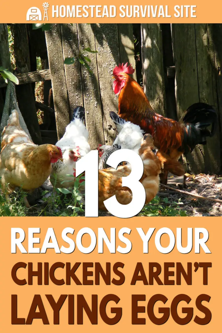 13 Reasons Your Chickens Aren’t Laying Eggs