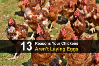 13 Reasons Your Chickens Aren't Laying Eggs