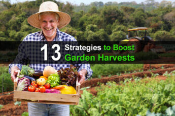 13 Strategies to Boost Garden Harvests