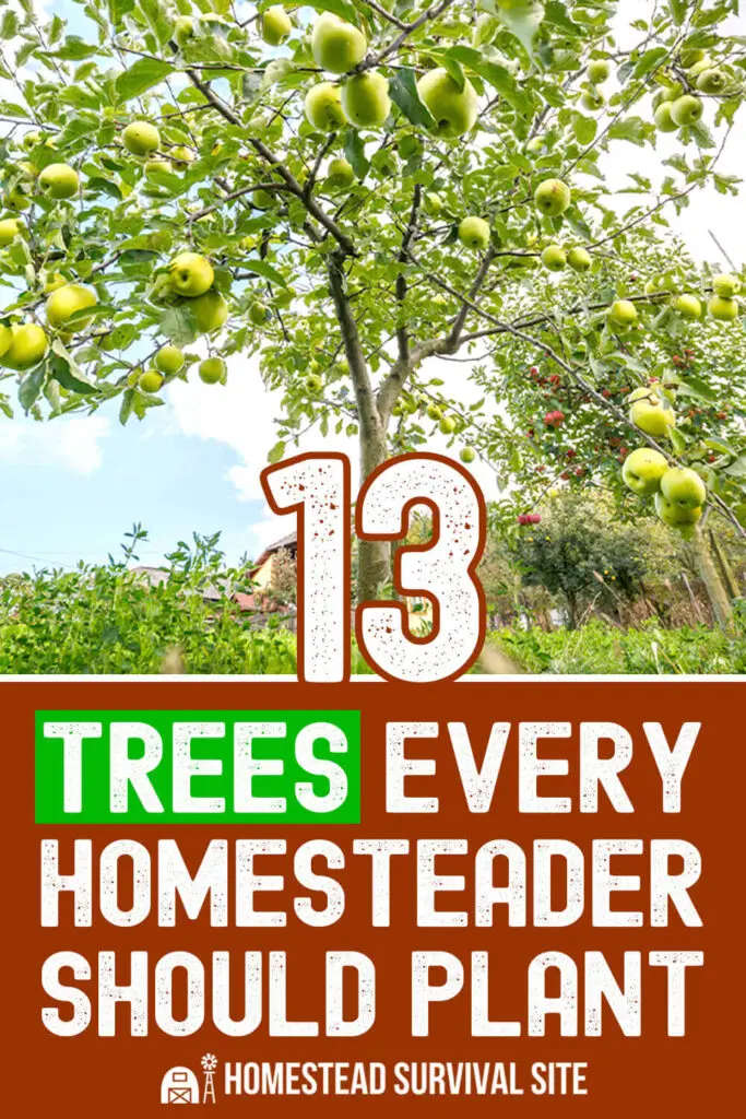 13 Trees Every Homesteader Should Plant