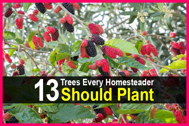 13 Trees Every Homesteader Should Plant