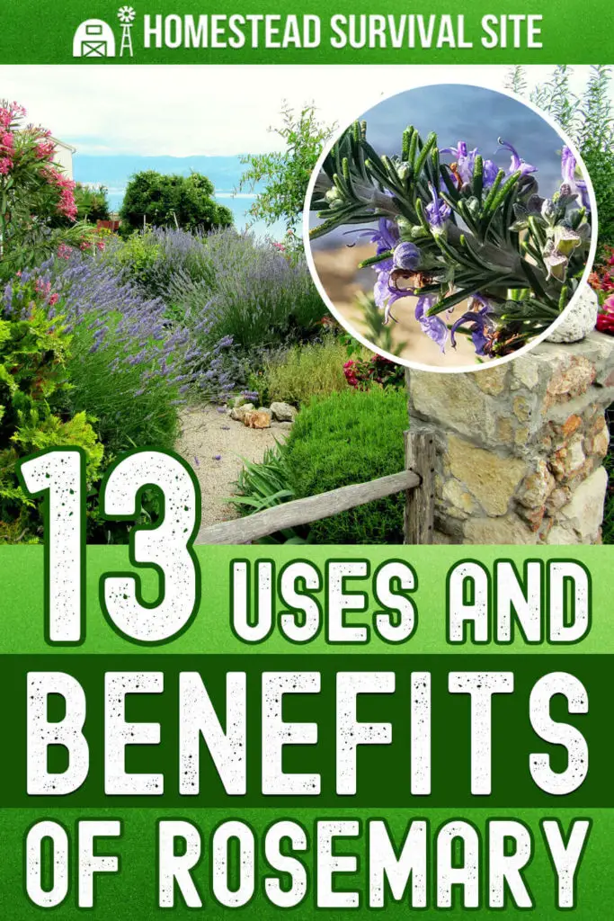 13 Uses and Benefits of Rosemary