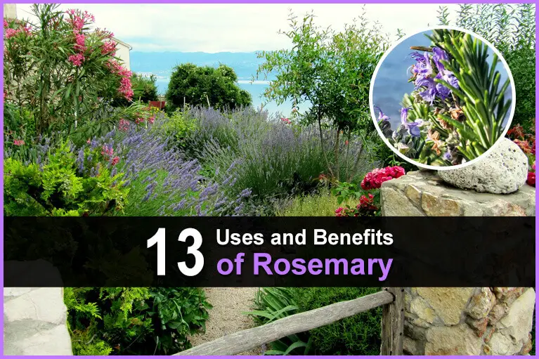 13 Uses and Benefits of Rosemary