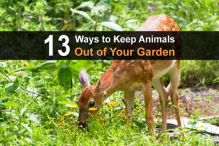 13 Ways to Keep Animals Out of Your Garden