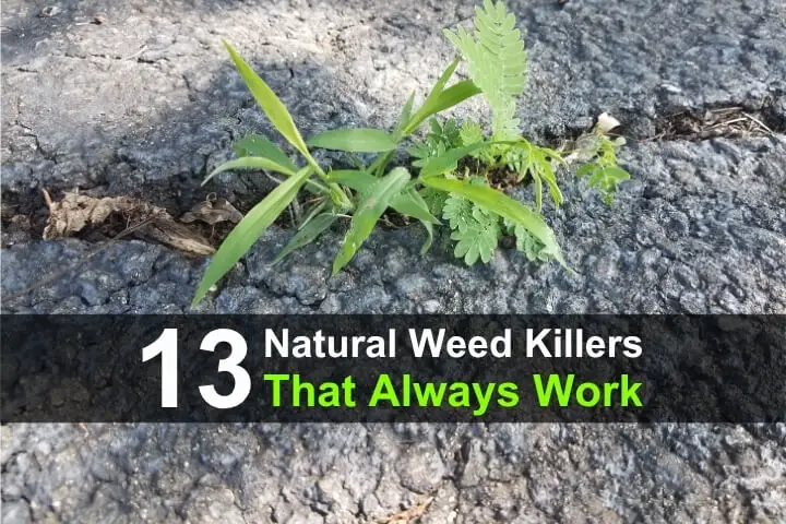 13 Natural Weed Killers That Always Work