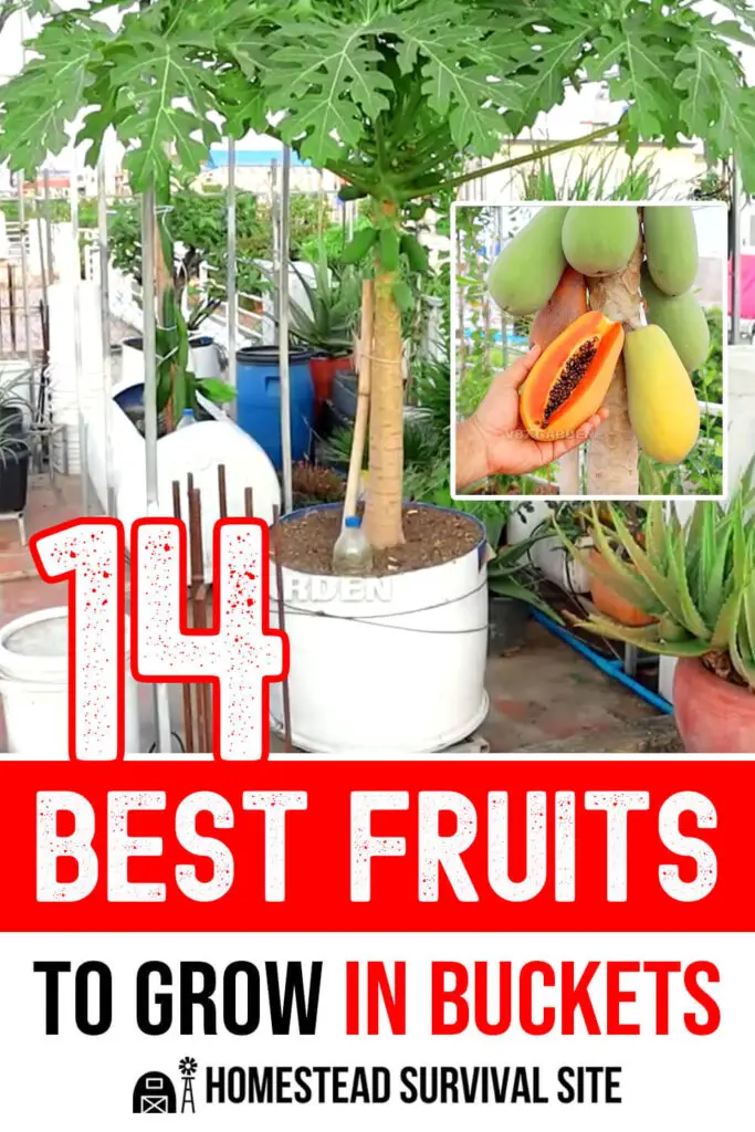 14 Best Fruits to Grow in Buckets