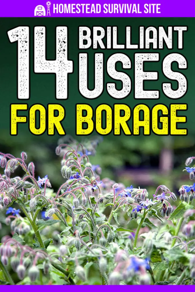 14 Brilliant Uses for Borage