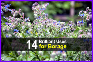 14 Brilliant Uses for Borage