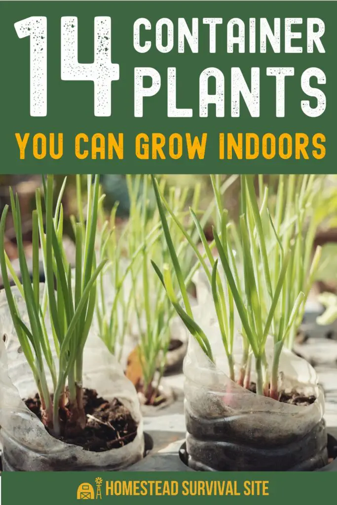 14 Container Plants You Can Grow Indoors