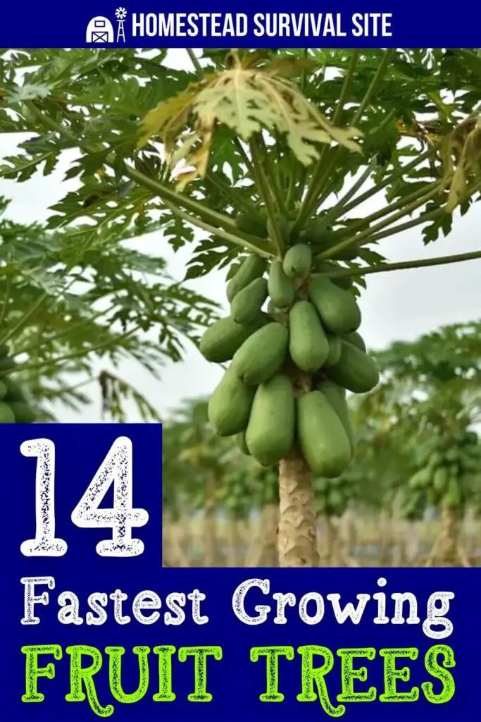 14 Fastest Growing Fruit Trees