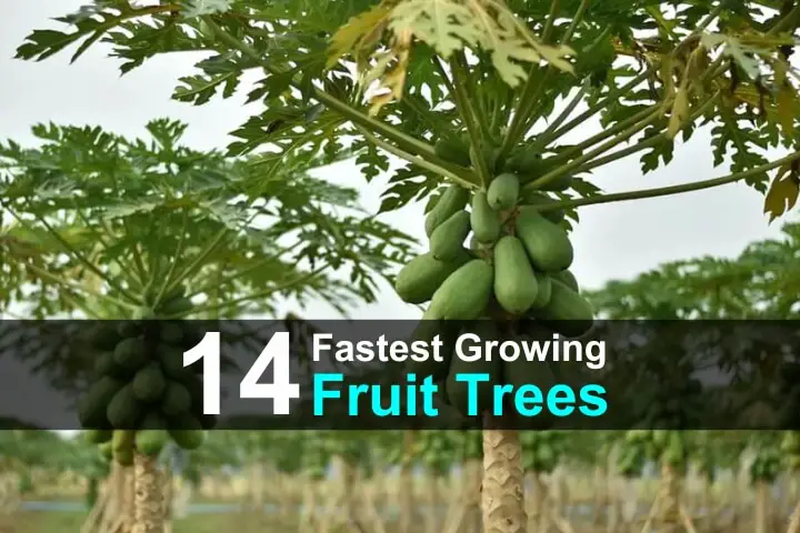 14 Fastest Growing Fruit Trees