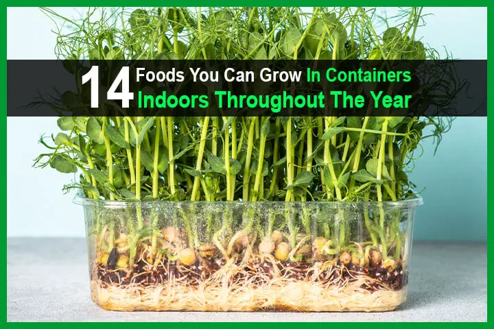 14 Foods You Can Grow In Containers Indoors Throughout The Year