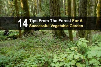 14 Tips From The Forest For A Successful Vegetable Garden
