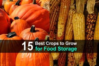 15 Best Crops to Grow for Food Storage