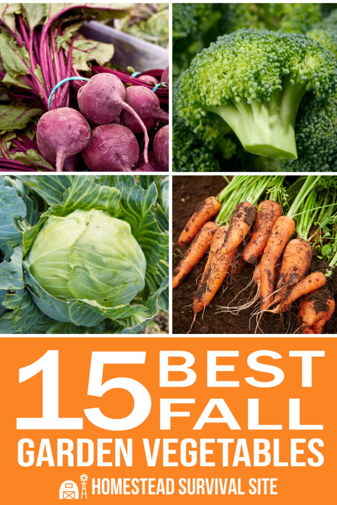 15 Best Fall Garden Vegetables