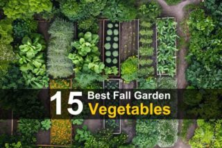 15 Best Fall Garden Vegetables