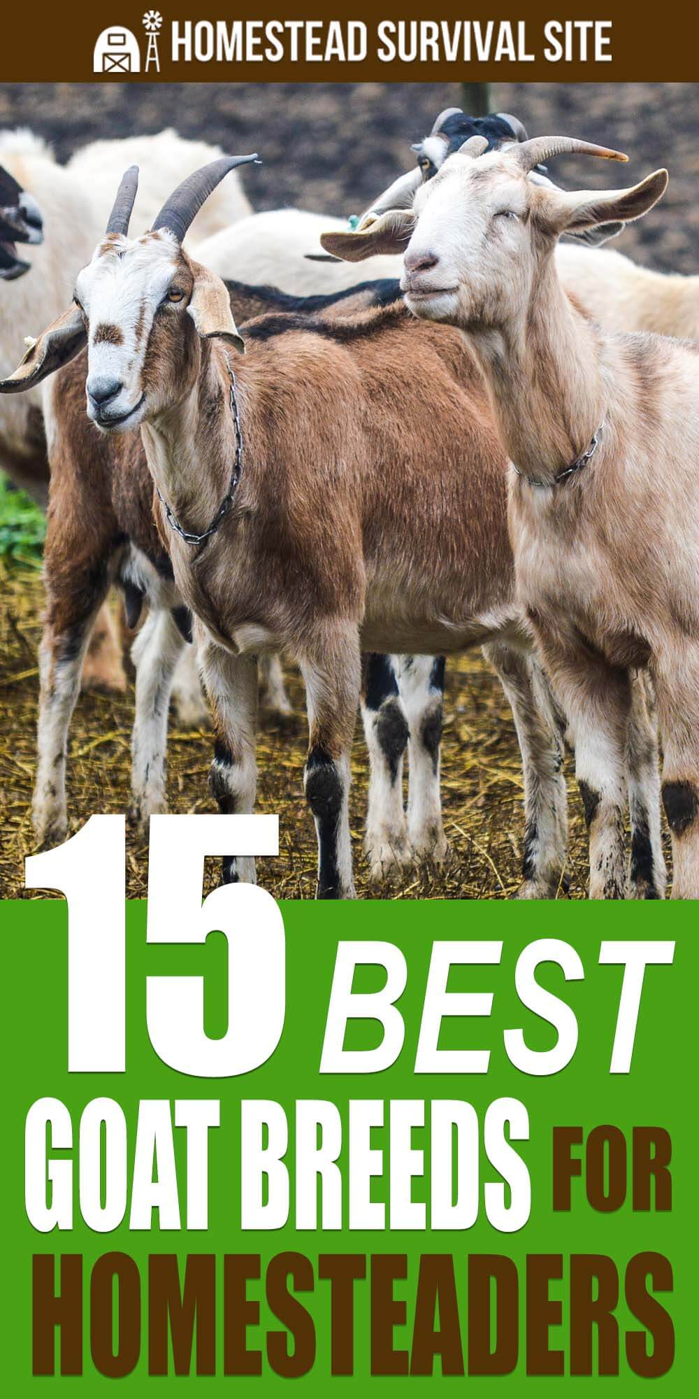 15 Best Goat Breeds for Homesteaders