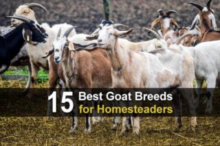 15 Best Goat Breeds for Homesteaders